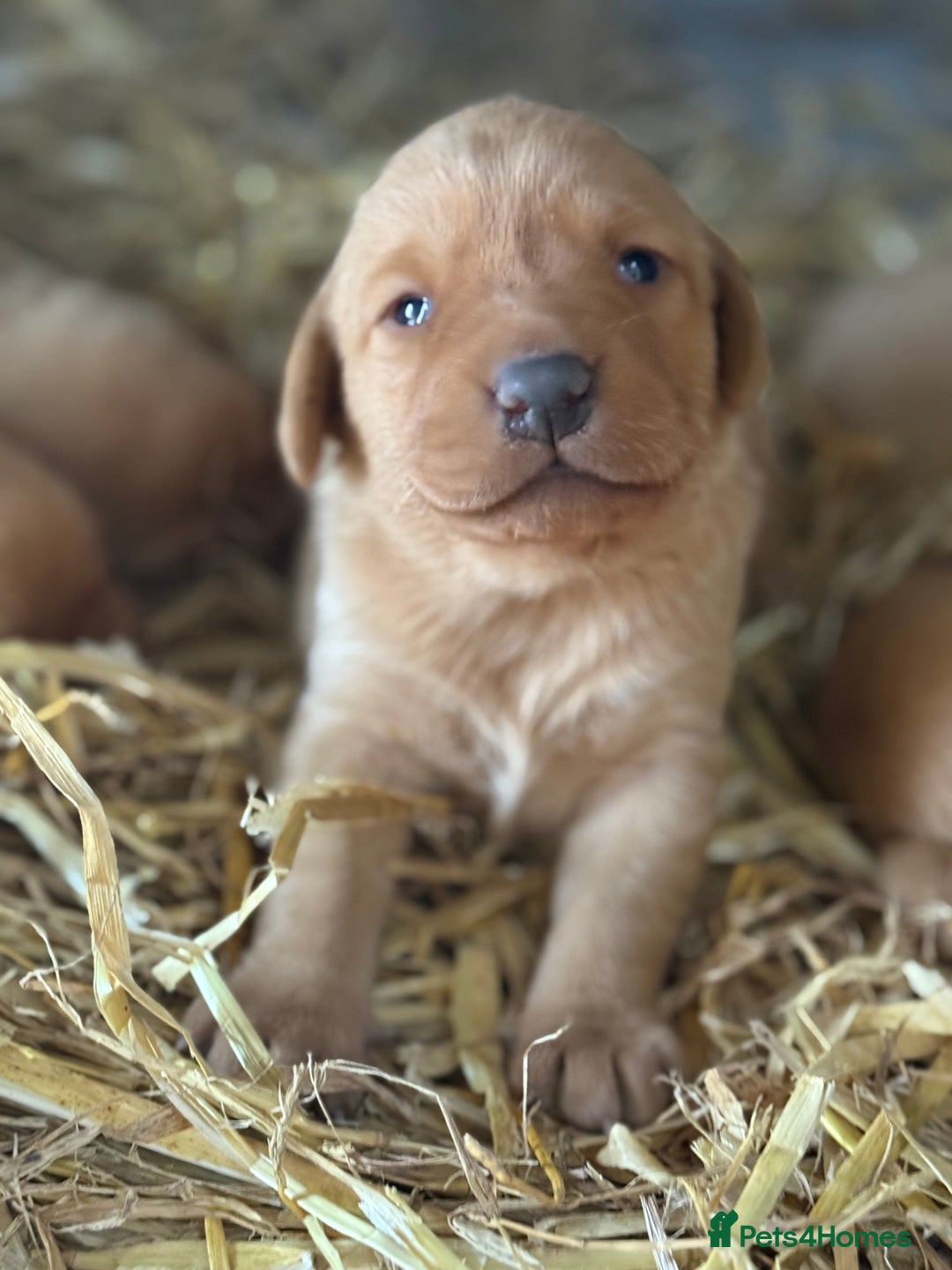 Labrador Retriever dogs for sale: Stunning ftch fox red puppies - Image 5