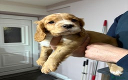 Cocker Spaniel dogs for sale: Four beautiful cocker spaniel girls - Advert 2