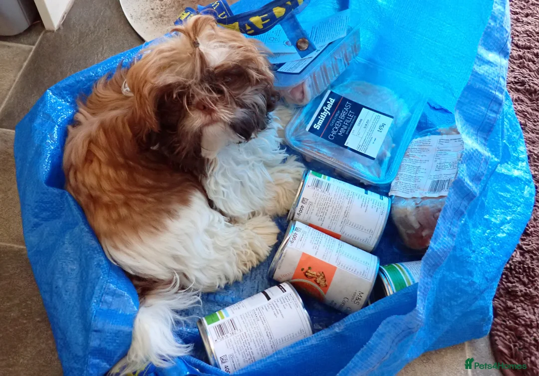 Shih Tzu dogs for sale: Imperial Shih Tzu female, 22 months KC registered. - Advert 18