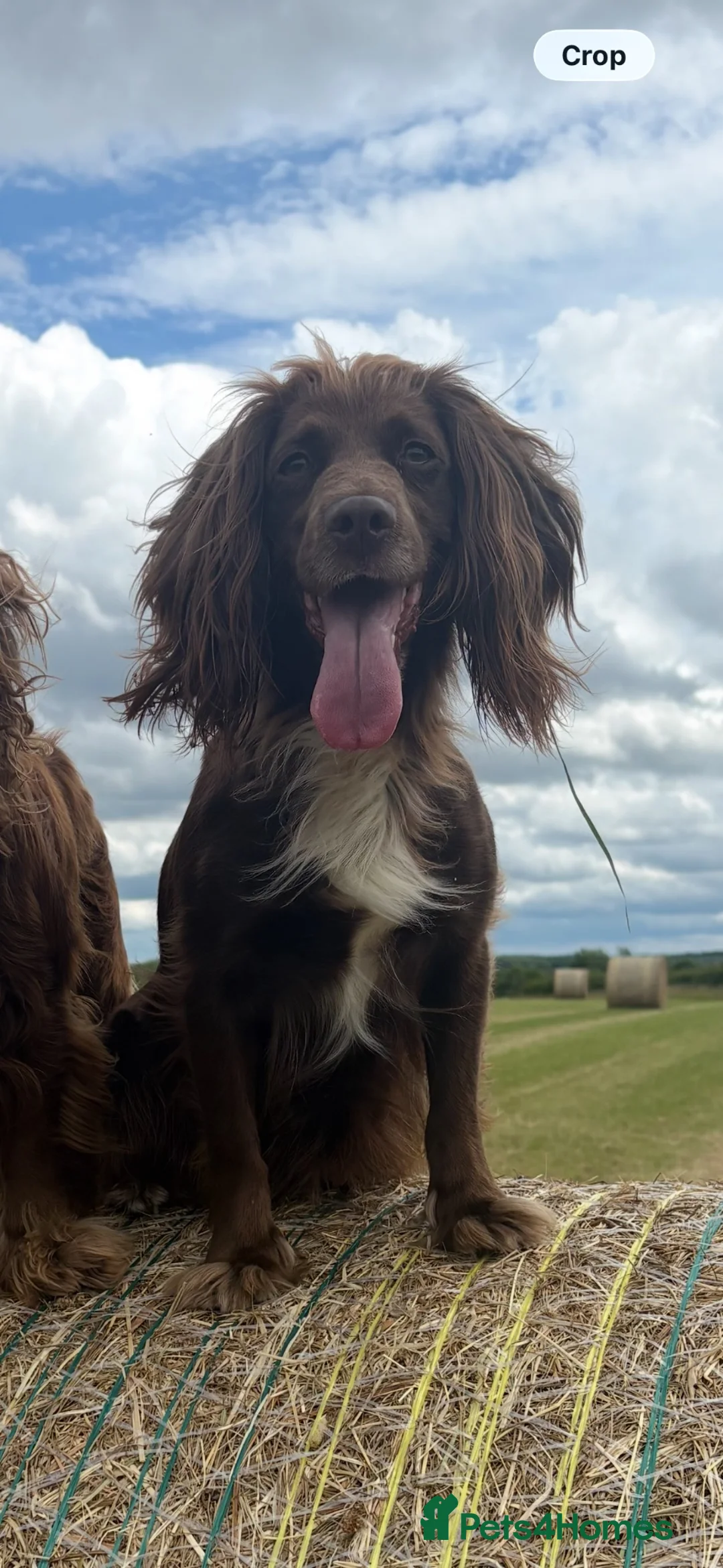 Cocker Spaniel dogs for sale: Working cocker spaniels - Advert 2