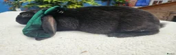 Rex rabbits for sale: Luxury Velveteen Lops  - Advert 3