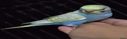 Budgerigars birds for sale: Beautiful Hand-Tamed Baby Budgies - For sale - Advert 11