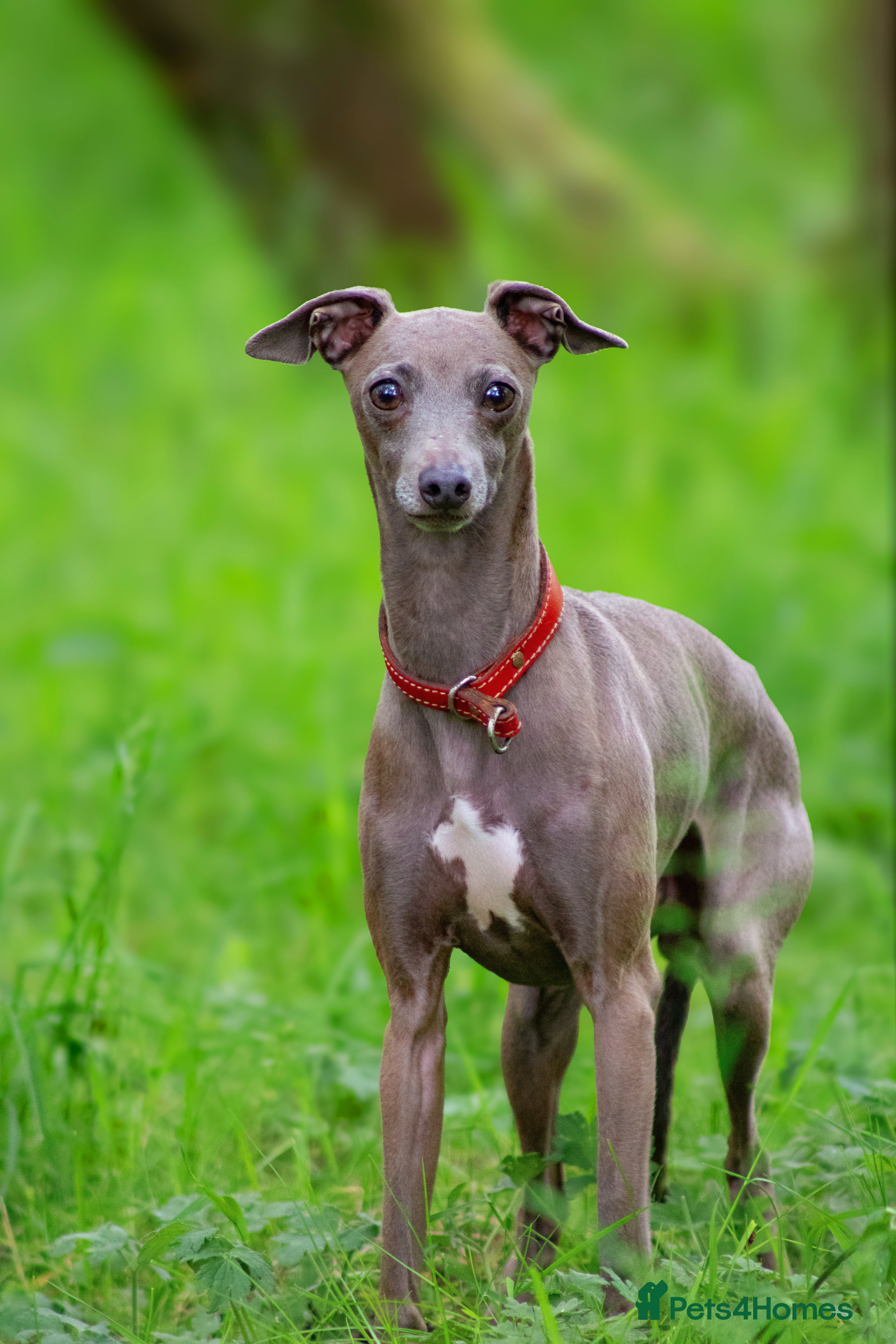 Italian Greyhound dogs Italian greyhound in Airdrie - Advert 2