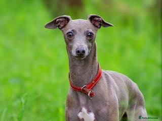 Italian Greyhound dogs Italian greyhound in Airdrie - Advert 2