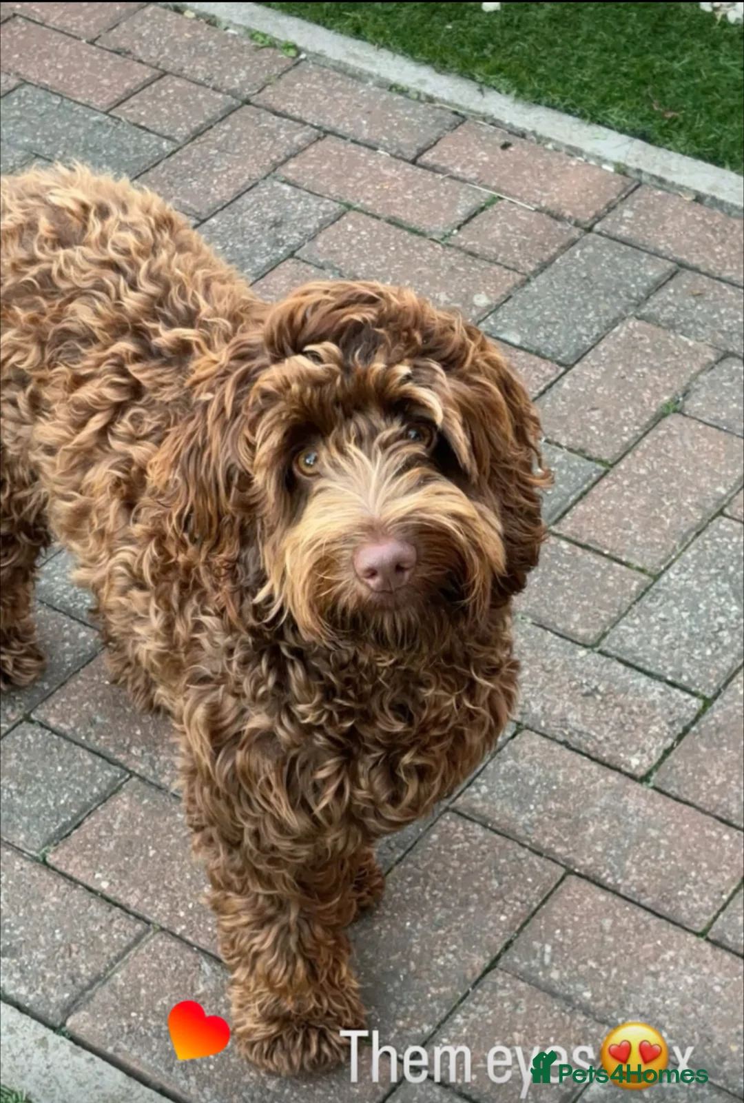 Cockapoo dogs for sale: Cockapoo puppies  - Advert 1