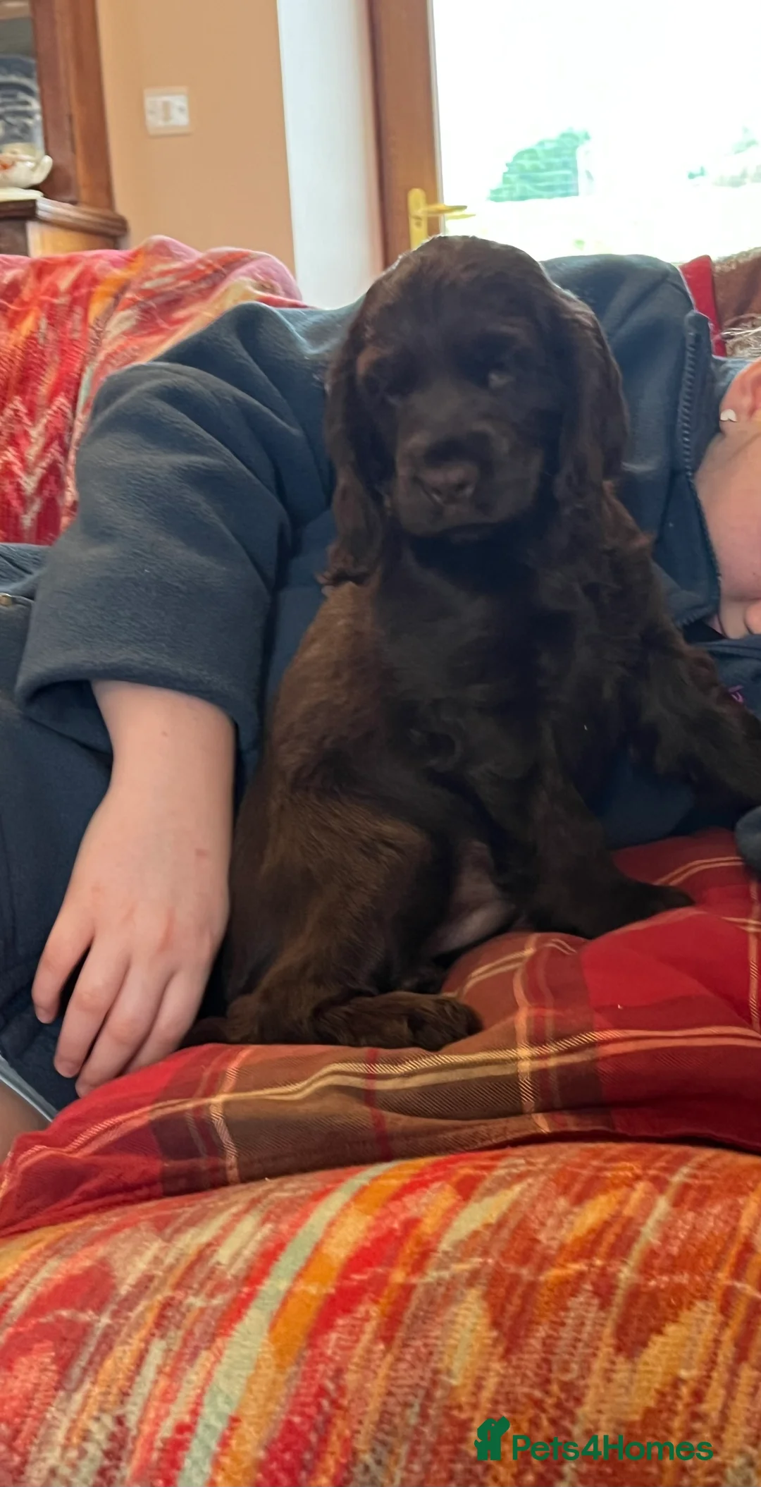 Cocker Spaniel dogs for sale: Health tested KC show type cocker 🐶 ⭐️  - Advert 11