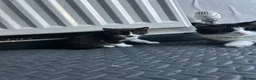 Domestic Shorthair cats for sale: Beautiful Black & White Kittens – Very Socialised - Advert 6