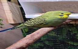 Budgerigars birds for sale: Young budgerigars for sale. - Image 25