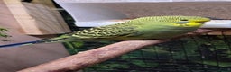 Budgerigars birds for sale: Young budgerigars for sale. - Advert 23