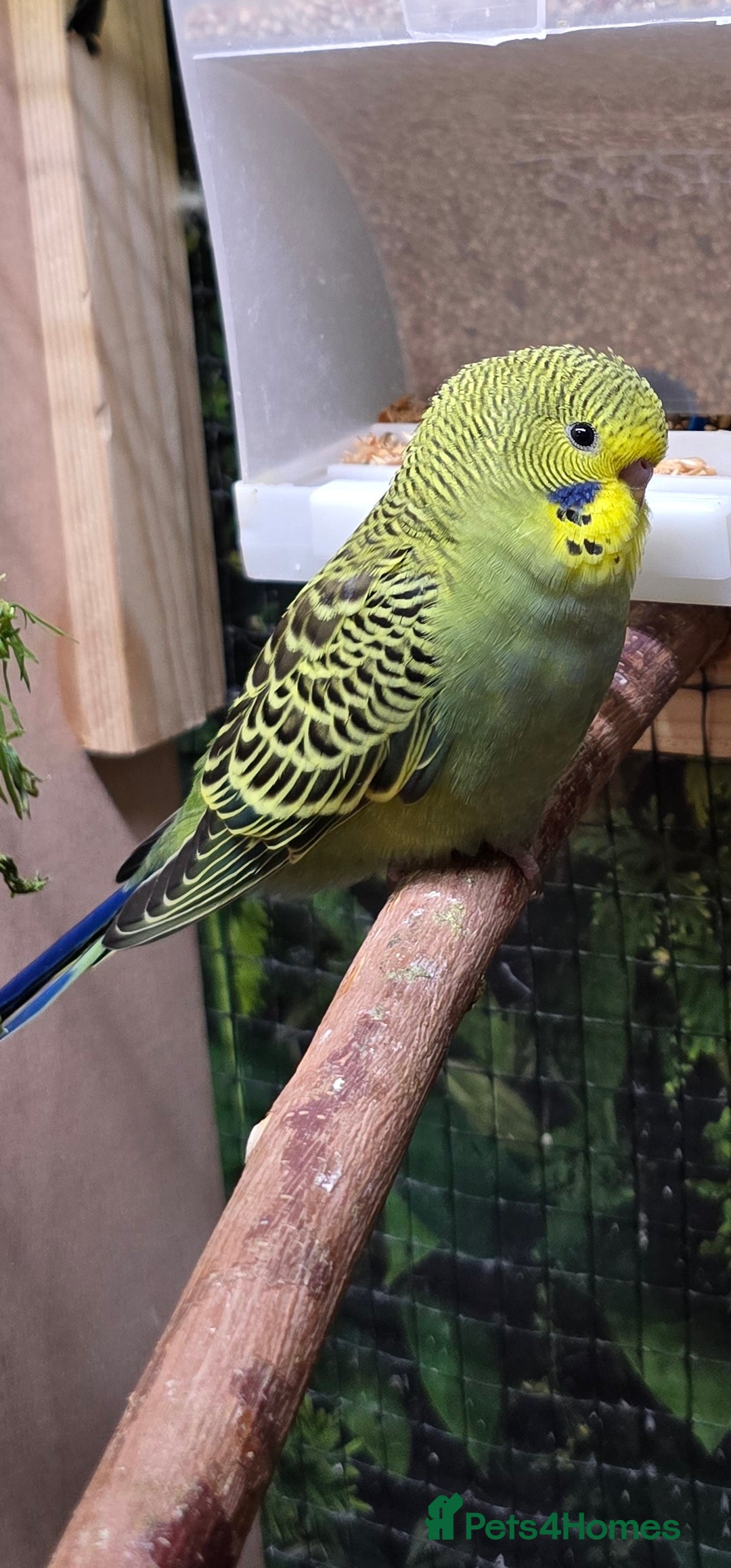 Budgerigars birds for sale: Young budgerigars for sale. - Image 25
