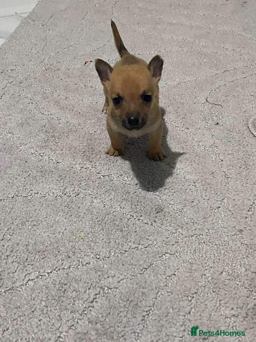 Chihuahua dogs for sale: 3 beautiful chihuahua puppies  - Advert 5