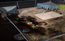 Guinea Pig rodents for sale: 3 male guinea pigs - Image 3