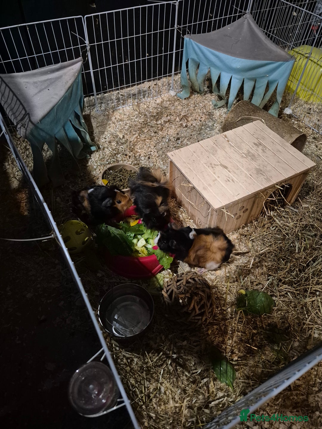 Guinea Pig rodents for sale: 3 male guinea pigs - Image 3