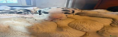 Great Dane 6 Maximus 