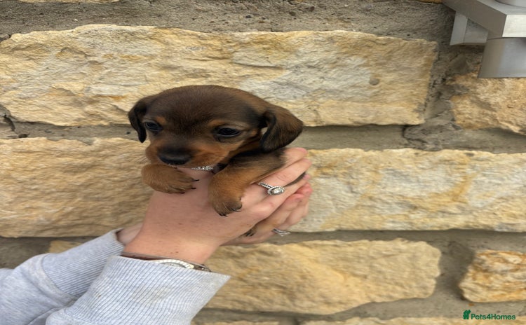 Miniature Dachshund dogs - Advert 2