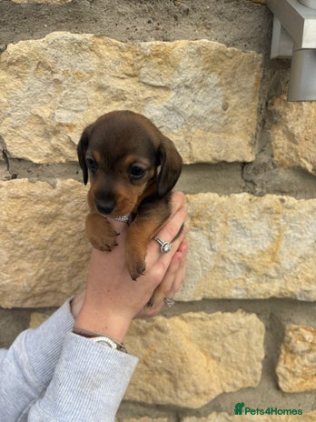 Miniature Dachshund dogs - Advert 1