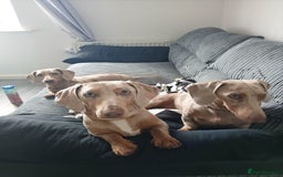 Dachshund dogs for sale: 2 little boys 1 year old  - Image 1