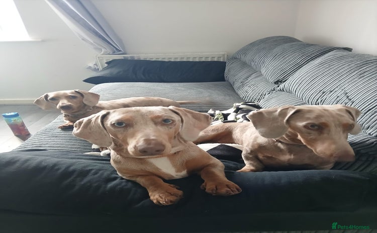Dachshund dogs - Advert 2