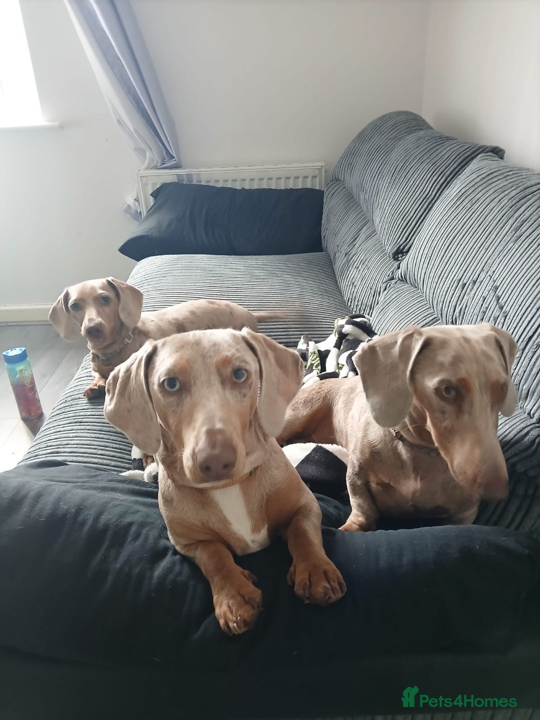 Dachshund dogs for sale: 2 little boys 1 year old  - Image 1