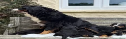 Bernese Mountain Dog dogs for sale: KC Beautiful Bernese  - Advert 24