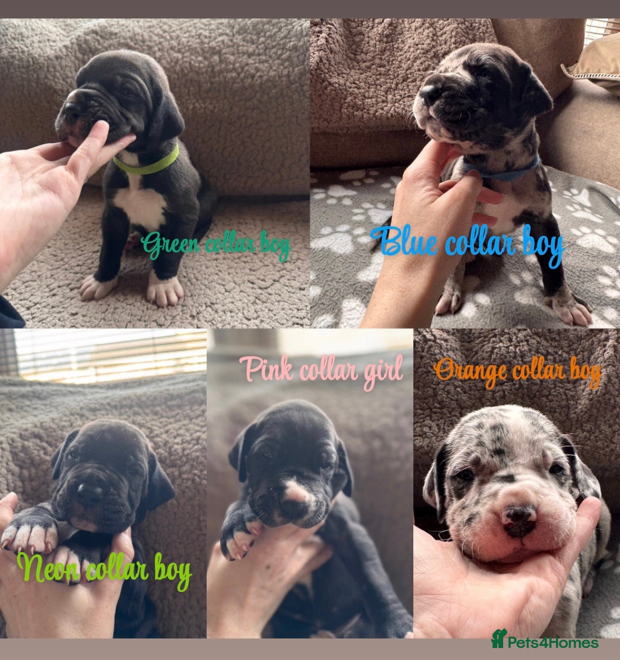 Great Dane dogs KC registered Great Dane pups - Advert 1