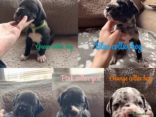 Great Dane dogs KC registered Great Dane pups - Advert 1