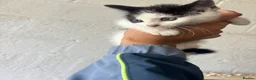 Mixed Breed cats for sale: Kittens for sale  in Telford - Advert 4