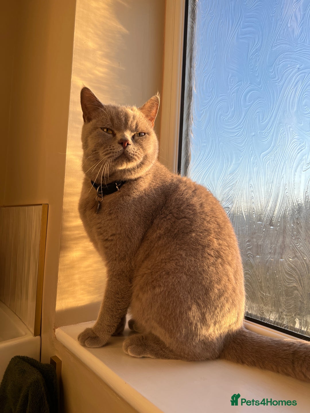 British Shorthair cats for sale: Lilac British shorthair MALE - Advert 8