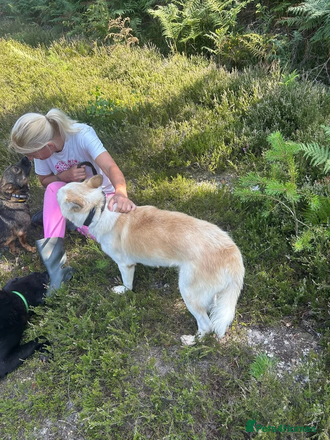 Mixed Breed dogs for adoption: Song - Norwich Norfolk  - Advert 23