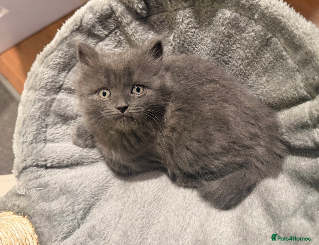 British Shorthair cats for sale: Two beautiful bi colour girls ready for new homes  - Advert 36