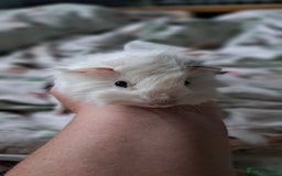 Guinea Pig rodents for sale: Baby boar desperate to find a friend  - Image 2