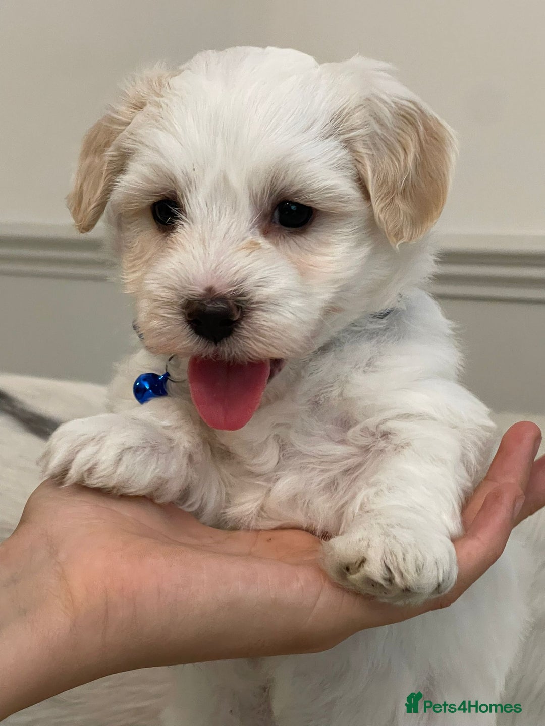 Coton De Tulear dogs for sale: Adorable Havaton puppies  - Image 5