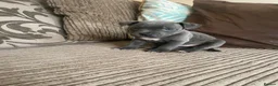 Staffordshire Bull Terrier dogs for sale: KC REGISTERED BEAURIFUL BLUE STAFFS in Nuneaton - Advert 8