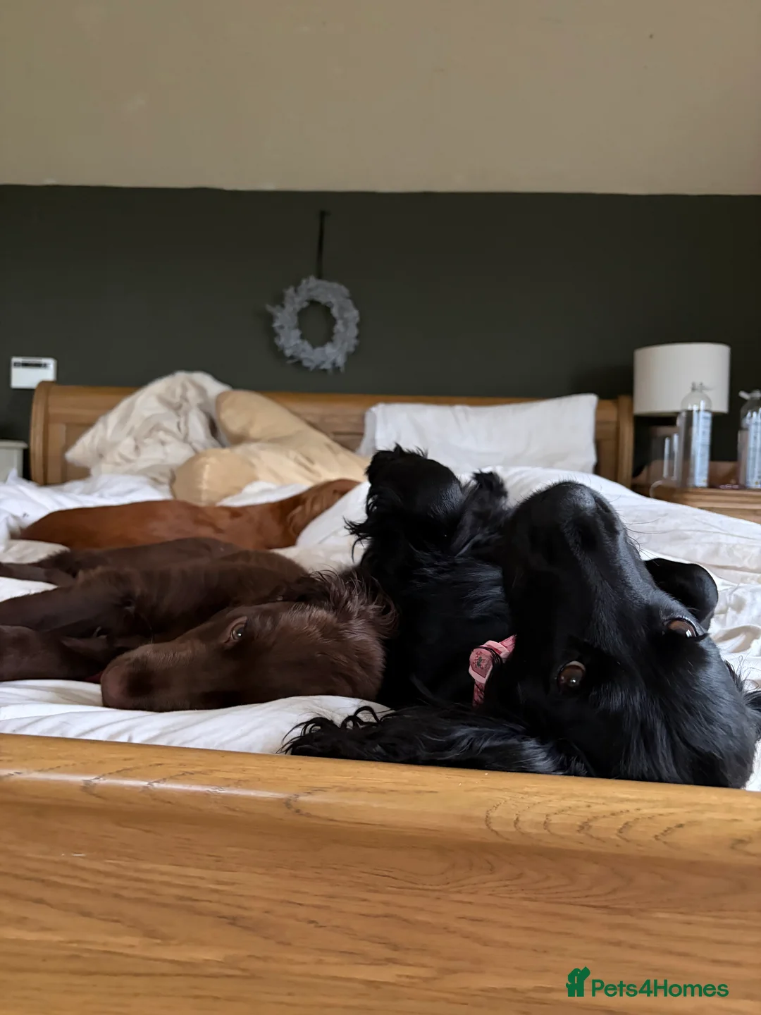 Cocker Spaniel dogs for sale: Beautiful 5 Year Old Cocker Spaniel Bitch  - Advert 6