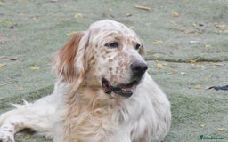 English Setter dogs for adoption: Dina  - Image 4