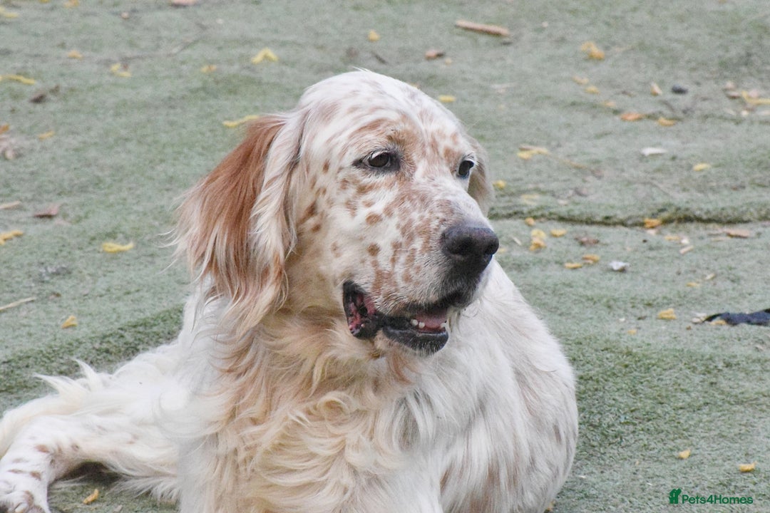 English Setter dogs for adoption: Dina  - Image 4