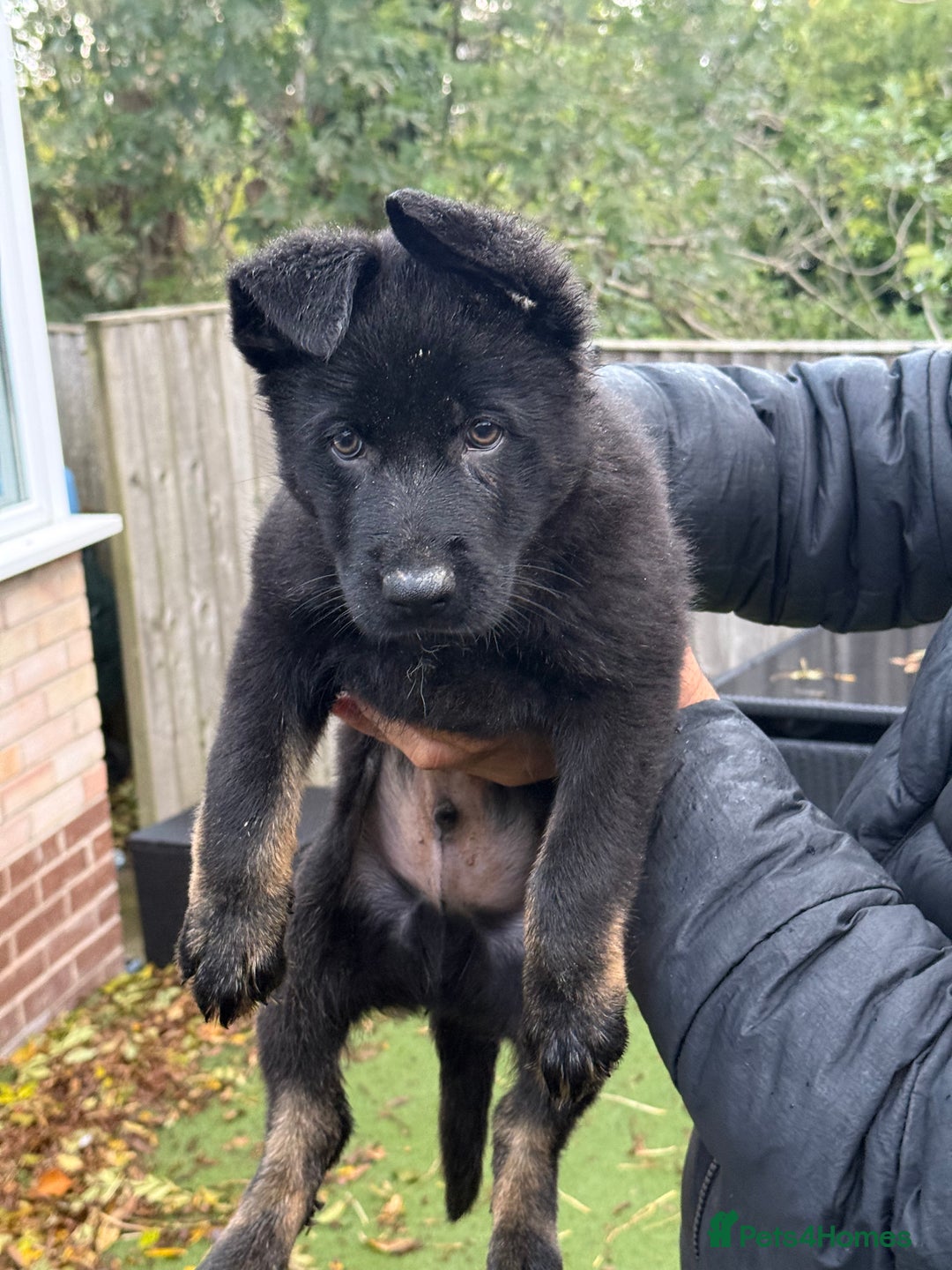 German Shepherd dogs for sale: German Shepherd Puppies - exceptional bloodline  - Image 11