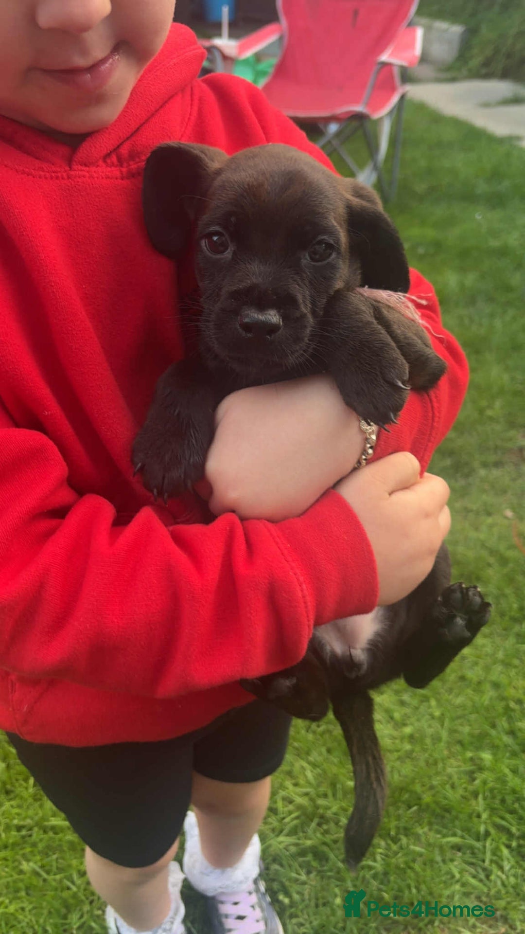 Mixed Breed dogs for sale: Litter of 4 beautiful Cockerdale pups  - Image 4