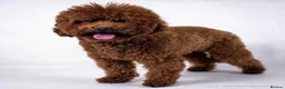Maltipoo dogs for sale: Gorgeous Red Maltipoo Boys❤️ Ready Now! in Milton Keynes - Advert 11