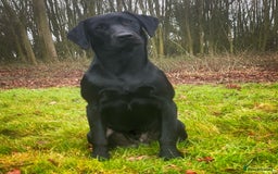 Labrador Retriever dogs for stud: Traditional Working Labrador with a Heart of Gold. - Image 4