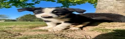 Border Collie dogs for sale: intelligent, well bred lovable  - Advert 7