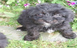 Cavapoo dogs for sale: Beautiful cavapoos  - Image 19