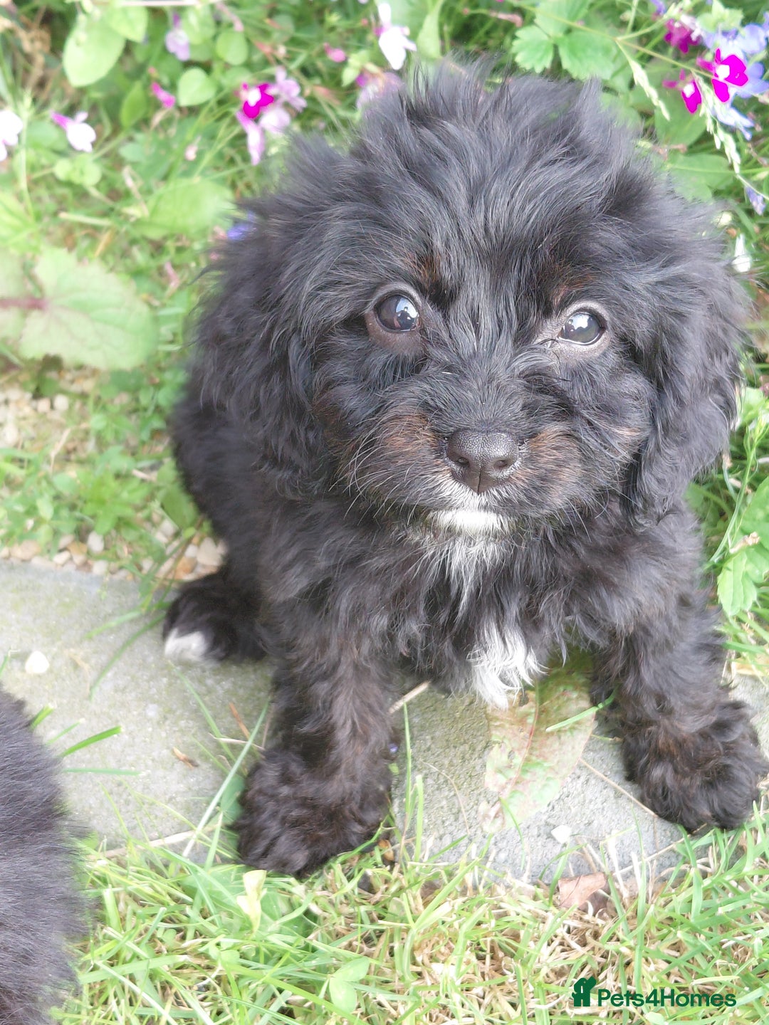 Cavapoo dogs for sale: Beautiful cavapoos  - Image 19