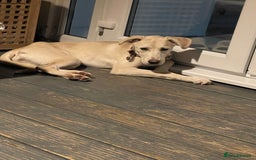 Mixed Breed dogs for sale: Husky and Labrador mix breed (Haskador) - Image 2