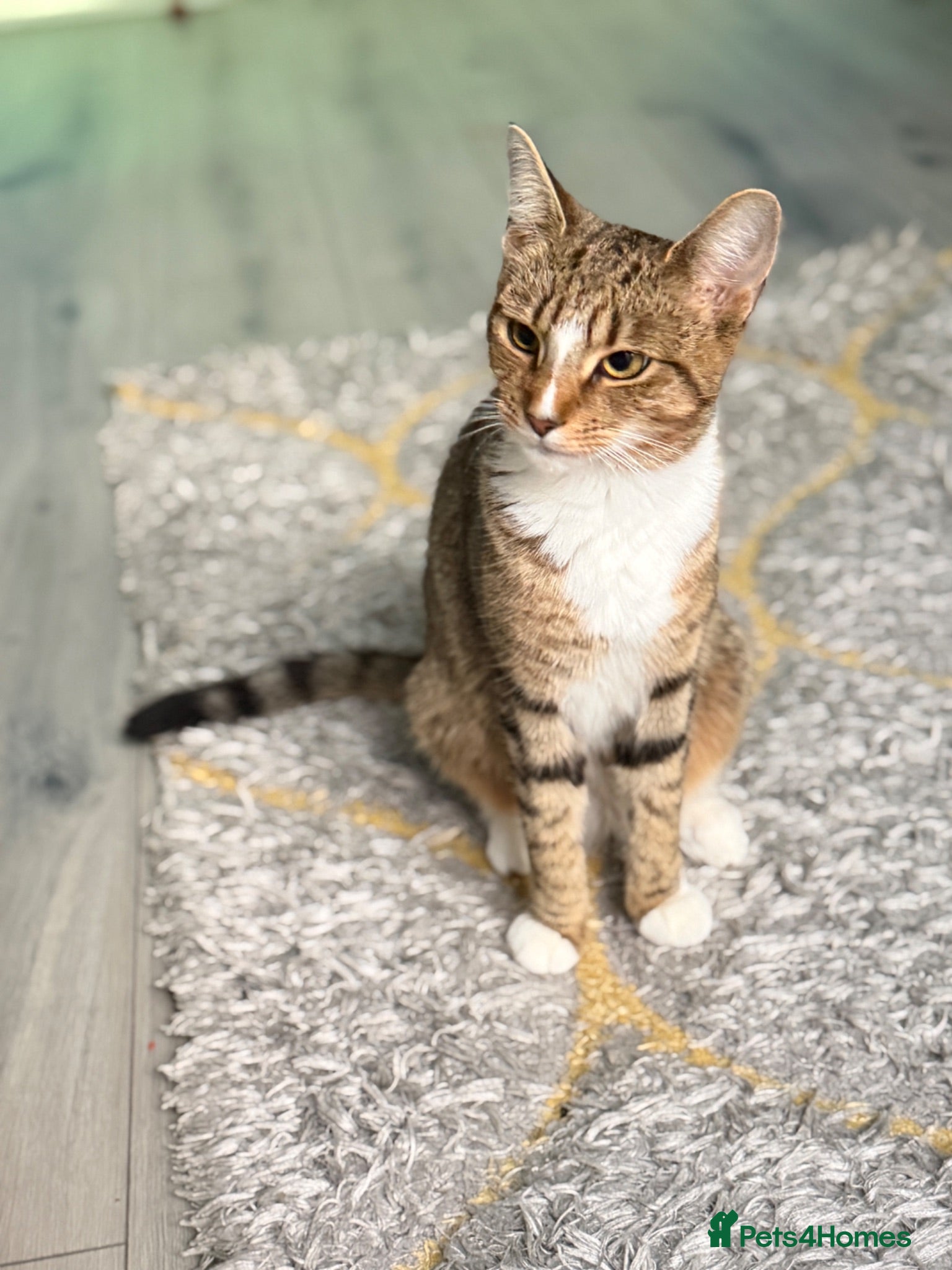 Mixed Breed cats 4 striped kittens - Advert 1