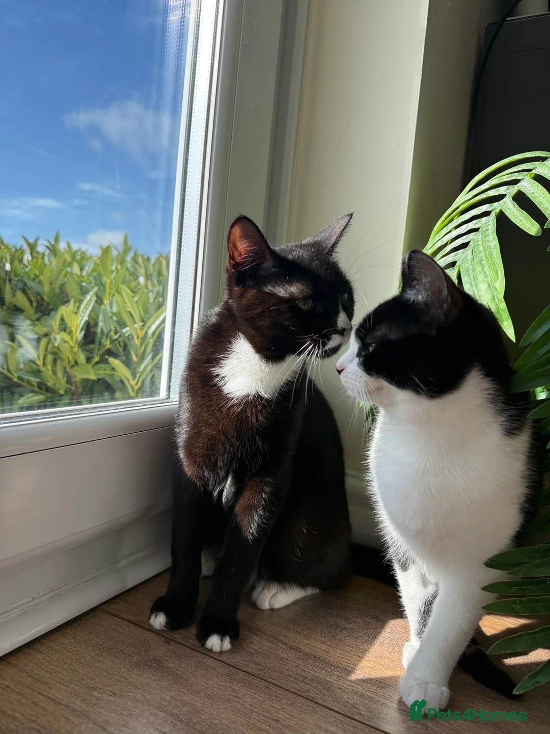 Mixed Breed cats for sale: Two tuxedo kittens 9 months old - Advert 1