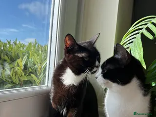 Mixed Breed cats Two tuxedo kittens 9 months old - Advert 6