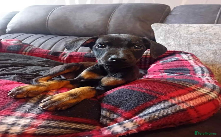 Dobermann dogs - Advert 1