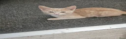 Mixed Breed cats for sale: 3 beautiful kittens ready now - Advert 5
