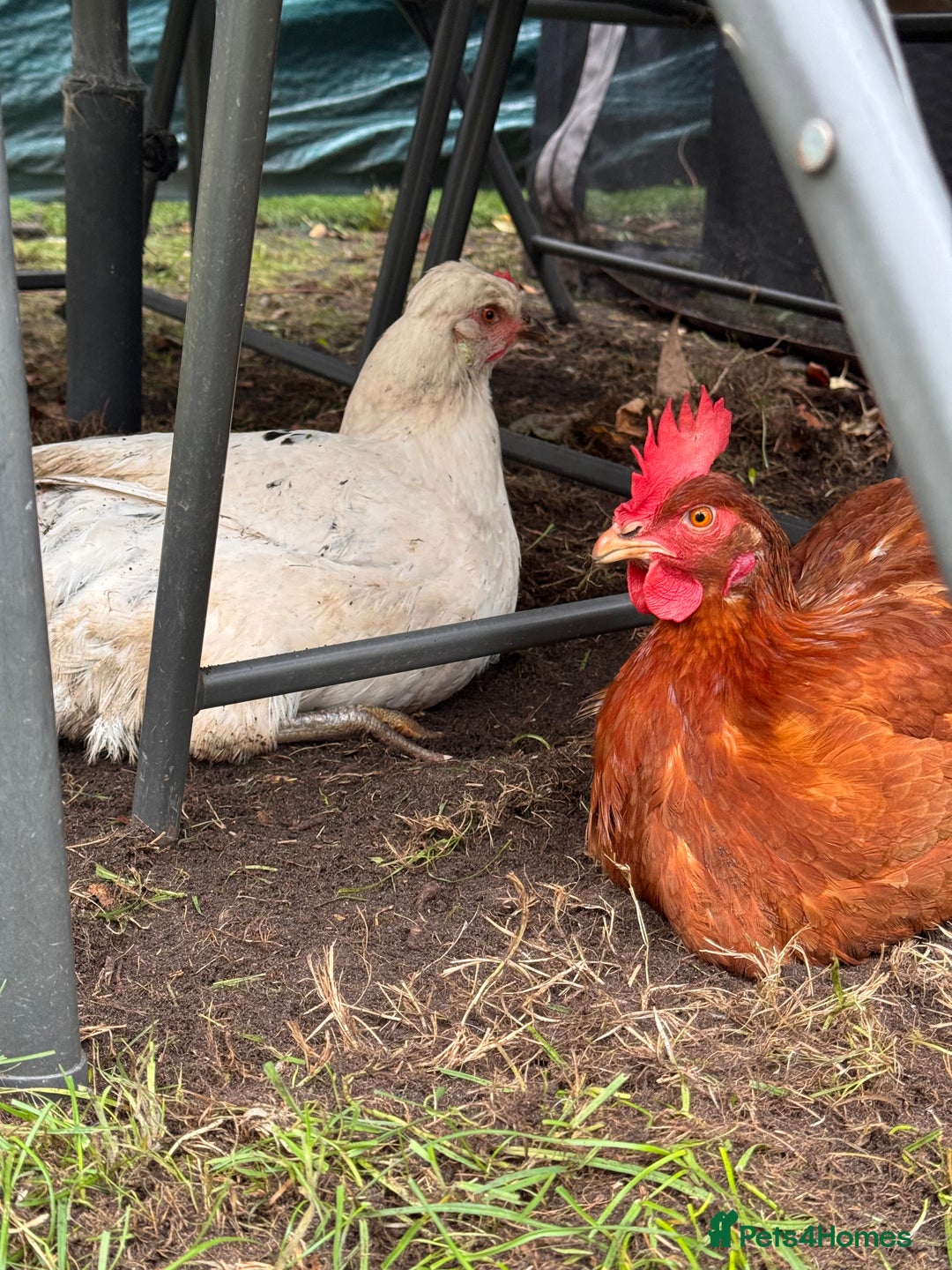 Chickens poultry for sale: x 8 Egg laying chickens  - Image 8